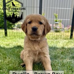 Boy 2 - Golden male Golden Retriever puppy in Star, Idaho from Gold Treasure Retrievers