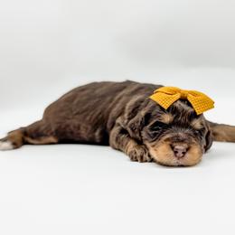 Taylor - female Australian Mountain Doodle puppy in Sharpsburg, Georgia from Steindoodles