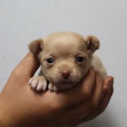 Ferb - Gold male Chihuahua puppy in Willamina, Oregon from Cherished Chihuahuas