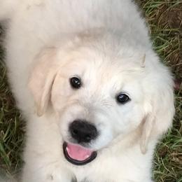 Golden Retriever Puppies from Trusted Valley Retrievers