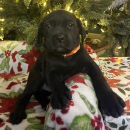 Prancer - Black male Cane Corso puppy in Lititz, Pennsylvania from Lititz Cane Corsos