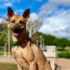 Vietnamese Phu Quoc Ridgebacks from Blue Velocity Ridgebacks