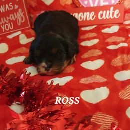 Ross - Black and tan male Cavapoo puppy in Wentworth, Missouri from Newton County Cavaliers & Cavapoos LLC