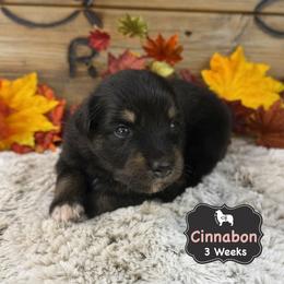 Cinnabon - Black tri-color female Australian Shepherd puppy in El Dorado Springs, Missouri from OR Aussies