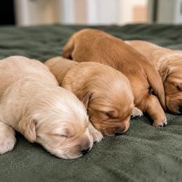 Boy 4 - Light golden male Golden Retriever puppy in Lucedale, Mississippi from Goode LOVIN’ Retrievers