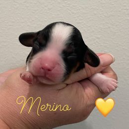 Merino - Tri-color male Cavalier King Charles Spaniel puppy in Eau Claire, Wisconsin from Regal Cavaliers