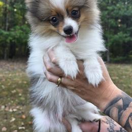 Abbie - Orange sable female Pomeranian puppy in Beech Bluff, Tennessee from Earnest's Southern kennels