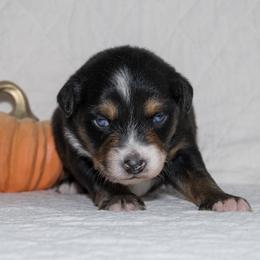 Bob Dylan - Black tri-color male Australian Shepherd puppy in Bristol, New Hampshire from NewFound Lake Aussies