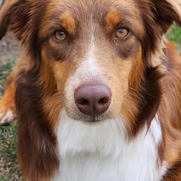 Australian Shepherds from Sierra Cisco Farms