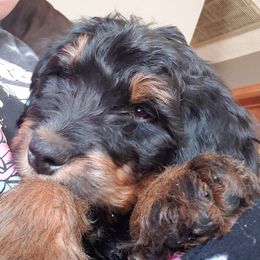 Bernedoodle and Shih Tzu Puppies from Route 66 Poodles & Doodles, Sapphire Shih-tzu's of Ohio