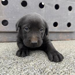 Coal - Black male Labrador Retriever puppy in Richfield, Utah from Stormy River Retrievers