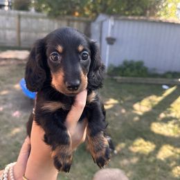 Maylee - Black and tan female Dachshund puppy in Vermilion, Ohio from Dueck Dachshunds
