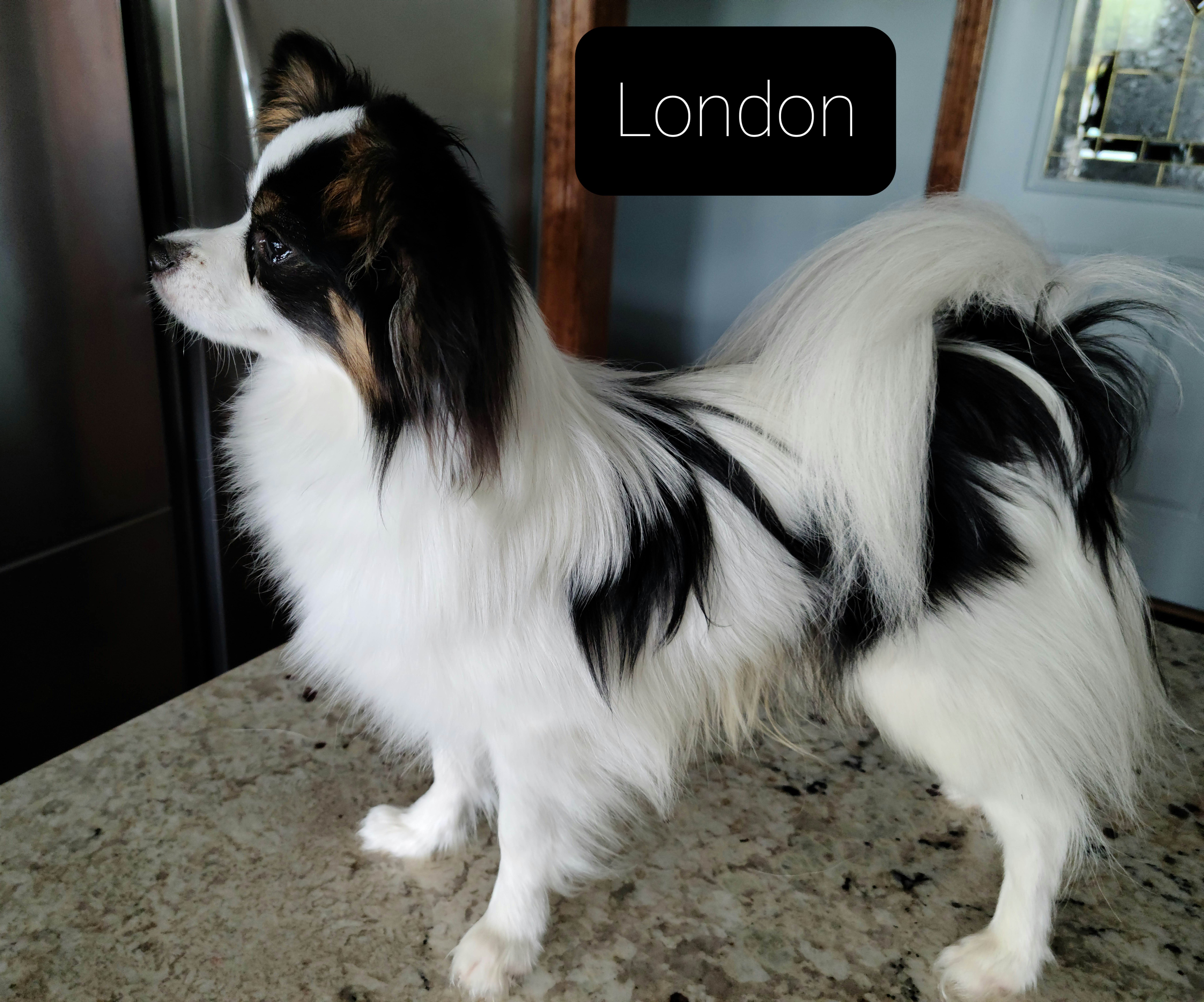 Papillon All Grown Up from Lakeview Papillons