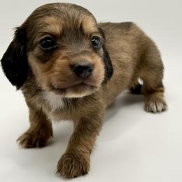 Lady 1- Russian Lines AKC - Sable female Dachshund puppy in Bartlesville, Oklahoma from OkieDokieDox