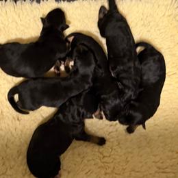 Female 3 - Black and red female German Shepherd puppy in Brooksville, Florida from Vom Hundhaus Shepherds