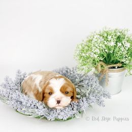 Cavalier King Charles Spaniel and Poodle Puppies from Red Skye Cavaliers
