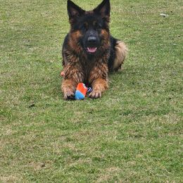German Shepherd Puppies from Persevere Kennels