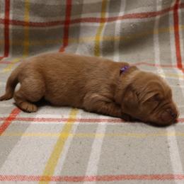 Nutmeg - Dark golden female Golden Retriever puppy in New Weston, Ohio from Bertke AKC Golden Retrievers and Bernese Mountain Dogs