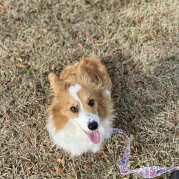 Penny - Pembroke Welsh Corgi