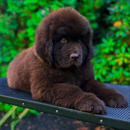 Brown female - Brown female Newfoundland puppy in New York from Johnson Farms