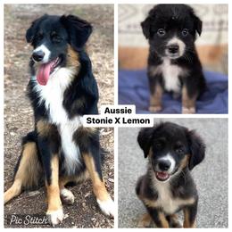 Australian Cattle Dog, Australian Shepherd, Companion Cross, and Miniature Australian Shepherd Puppies from MK Aussies