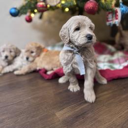 Ellie's Gray Collar Male - Cream male Goldendoodle puppy in Piedmont, South Carolina from The Farm at Saluda Ridge