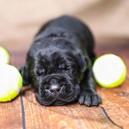 Serena Williams - Black female Cane Corso puppy in Beech Island, South Carolina from Relic Cane Corso