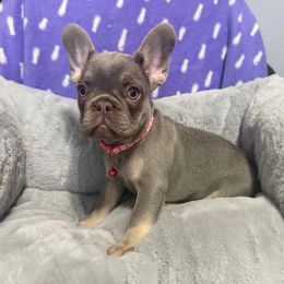 Lola - Tricolors female French Bulldog puppy in Fulton, Missouri from FamLee Frenchies
