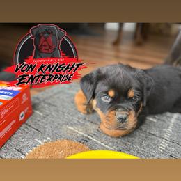 Grey collar male Beaumont - Black and mahogany male Rottweiler puppy in Corydon, Indiana from Rottweiler von knight enterprise