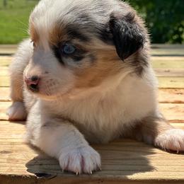Everest - Blue merle female Miniature Australian Shepherd puppy in Doddridge, Arkansas from Huddleston Farm
