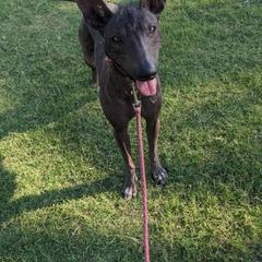 Manda - Xoloitzcuintli