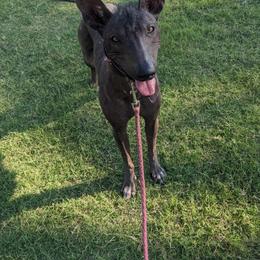 Manda - Xoloitzcuintli