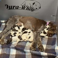 Girl 4 - Brown roan female Spinone Italiano puppy in Teton County, Idaho from Mountain Valley Spinone