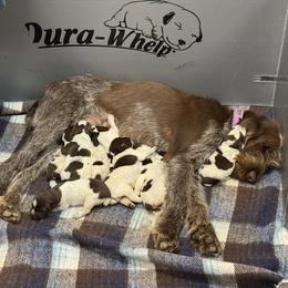 Girl 4 - Brown roan female Spinone Italiano puppy in Teton County, Idaho from Mountain Valley Spinone
