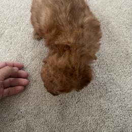 Poodle Puppies from ItalianToyPoodles