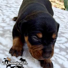 Male 2 - Black male Catahoula Leopard Dog puppy in Crestview, Florida from C4 Kennels of FL & AL