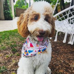 Arya - Goldendoodle