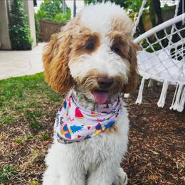 Arya - Goldendoodle