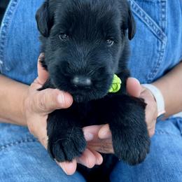 Giant Schnauzer and Miniature Schnauzer Puppies from My Angel Schnauzers