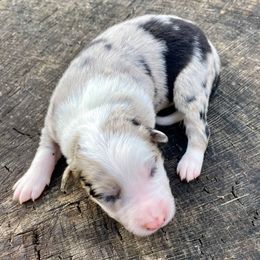 Muffin - Lilac merle female Border Collie puppy in Rickman, Tennessee from Roaring River Border Collies