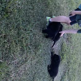 Labrador Retriever Puppies from Caddo Meadow’s Labrador Retrievers