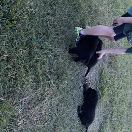 Labrador Retriever Puppies from Caddo Meadow’s Labrador Retrievers
