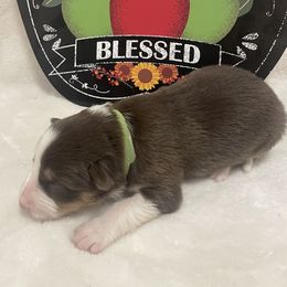 Girl 4 - Red female Border Collie puppy in Gadsden, Alabama from Collie Wood Hills