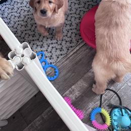 Golden Retriever Puppies from McAbee’s Golden Retrievers