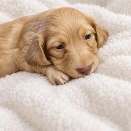 AKC Longhaired Cream Chase - Cream male Dachshund puppy in Los Angeles, California from Sterling Dachshunds