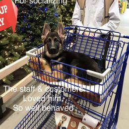 German Shepherd Puppies from Central Coast German Shepherds