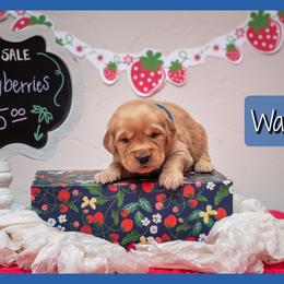 Walter - Dark golden male Golden Retriever puppy in Driggs, Idaho from SK Golden Retrievers