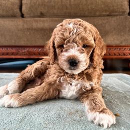 Goldendoodle Puppies from DeBerrys Doodles