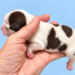 Ledger - Liver and white male Shih Tzu puppy in Tallahassee, Florida from Bows and Bow Ties