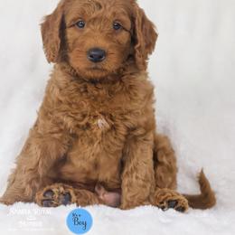 Mahogany - Caramel red male Australian Labradoodle puppy in Redding, California from Shasta Royal Monroe Puppies